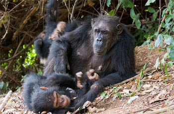 chimpansee bearbeitet-1