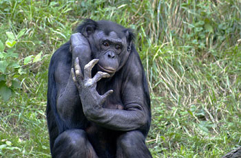Bonobo_009