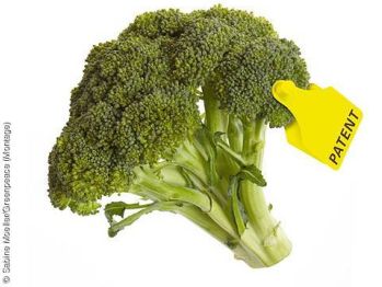 bild_broccoli