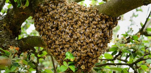 Fokus 100 Bienen